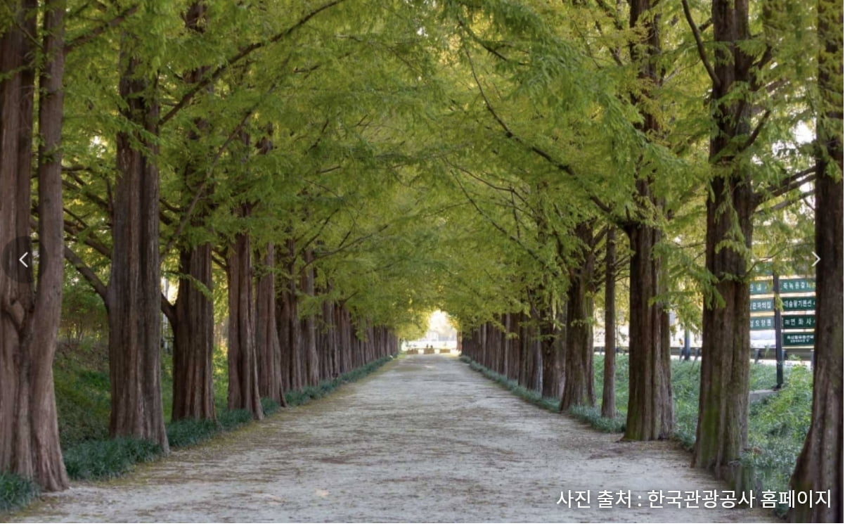 메타세쿼이아길